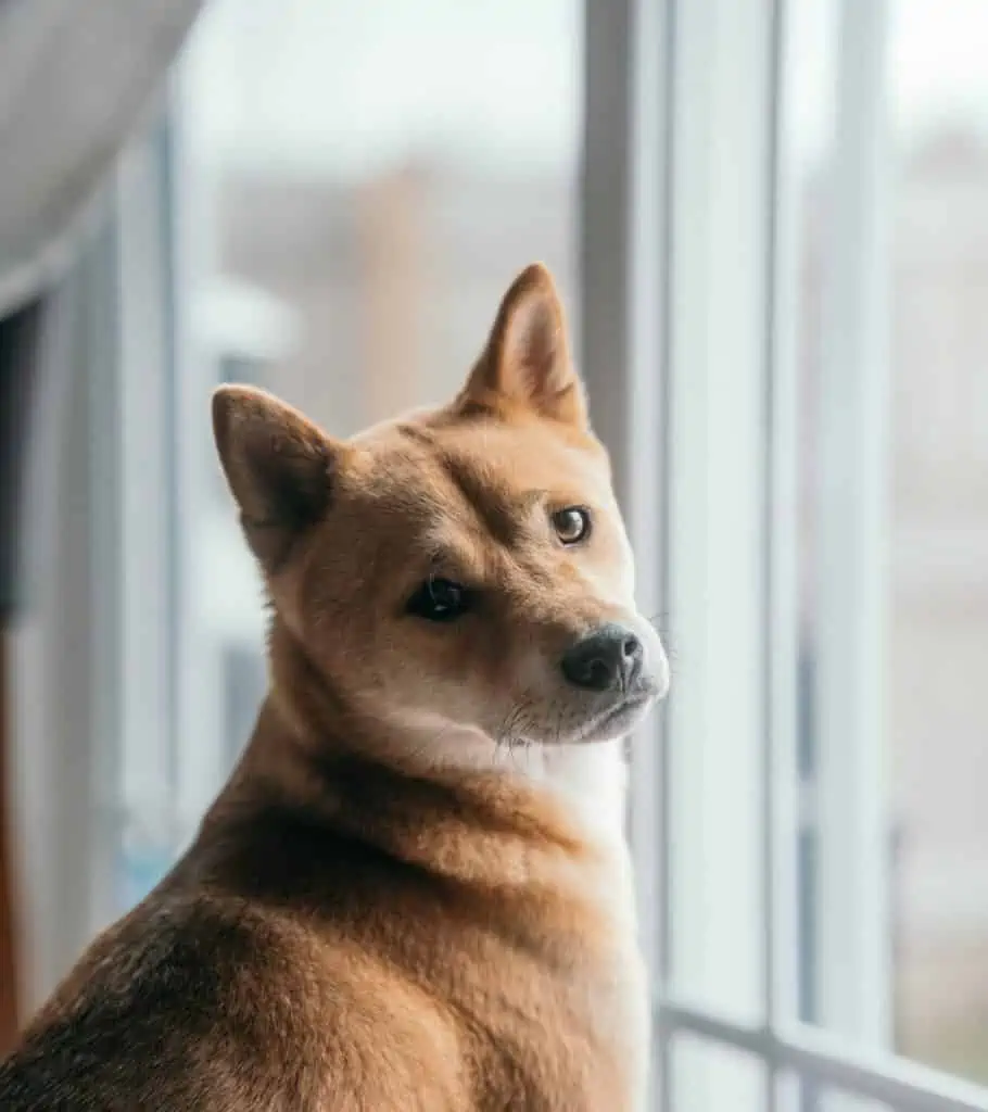 hunde die aussehen wie füchse