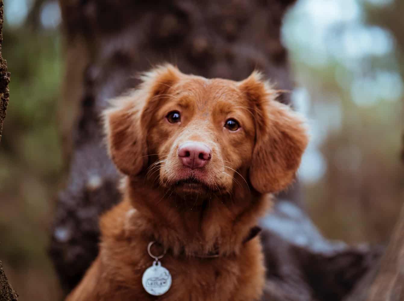 Retrievers Rassen 6 Unglaublich Süße Retriever Rassen (mit Bildern)