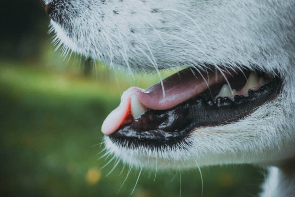 Behandlung einer Zahnfleischentzündung beim hund