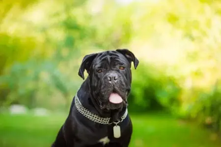 Cane Corso Probleme