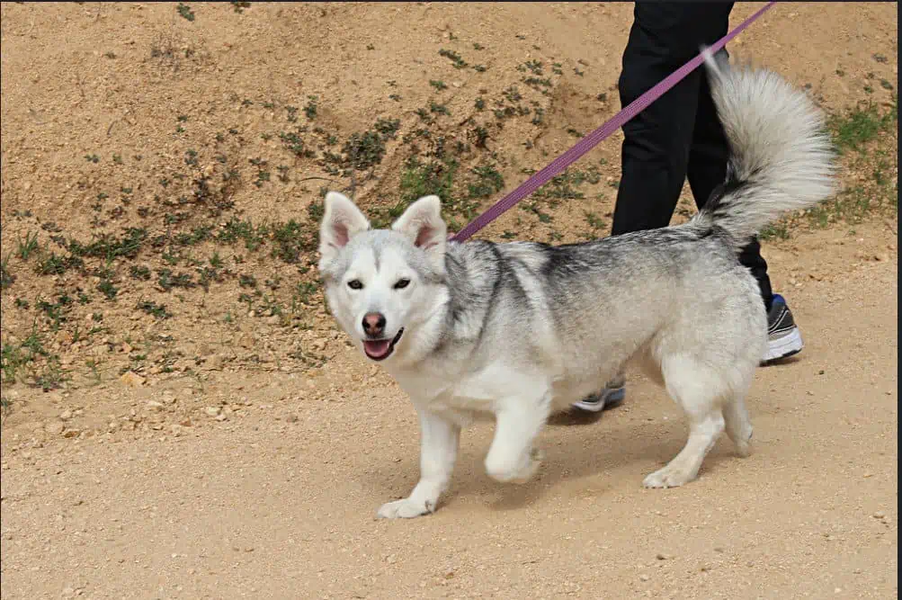 Corgi Husky Mix