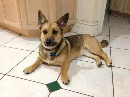 Corgi Schäferhund Mix