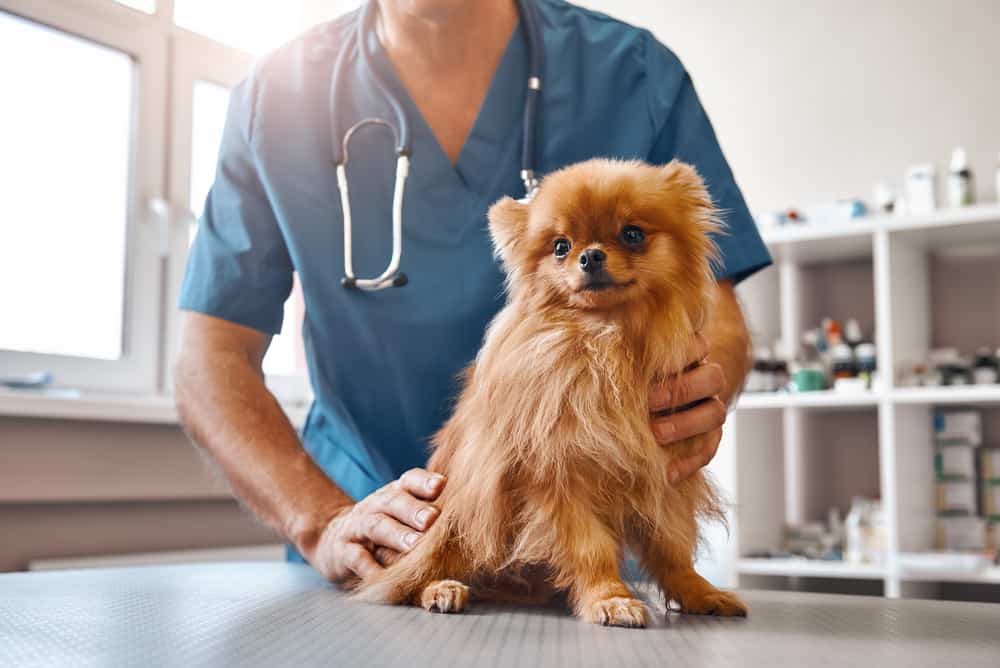 Hund niest und schnaubt beim Tierarzt