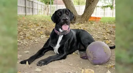 Doggen Labrador Mix