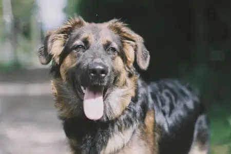 Golden Retriever Schäferhund Mix