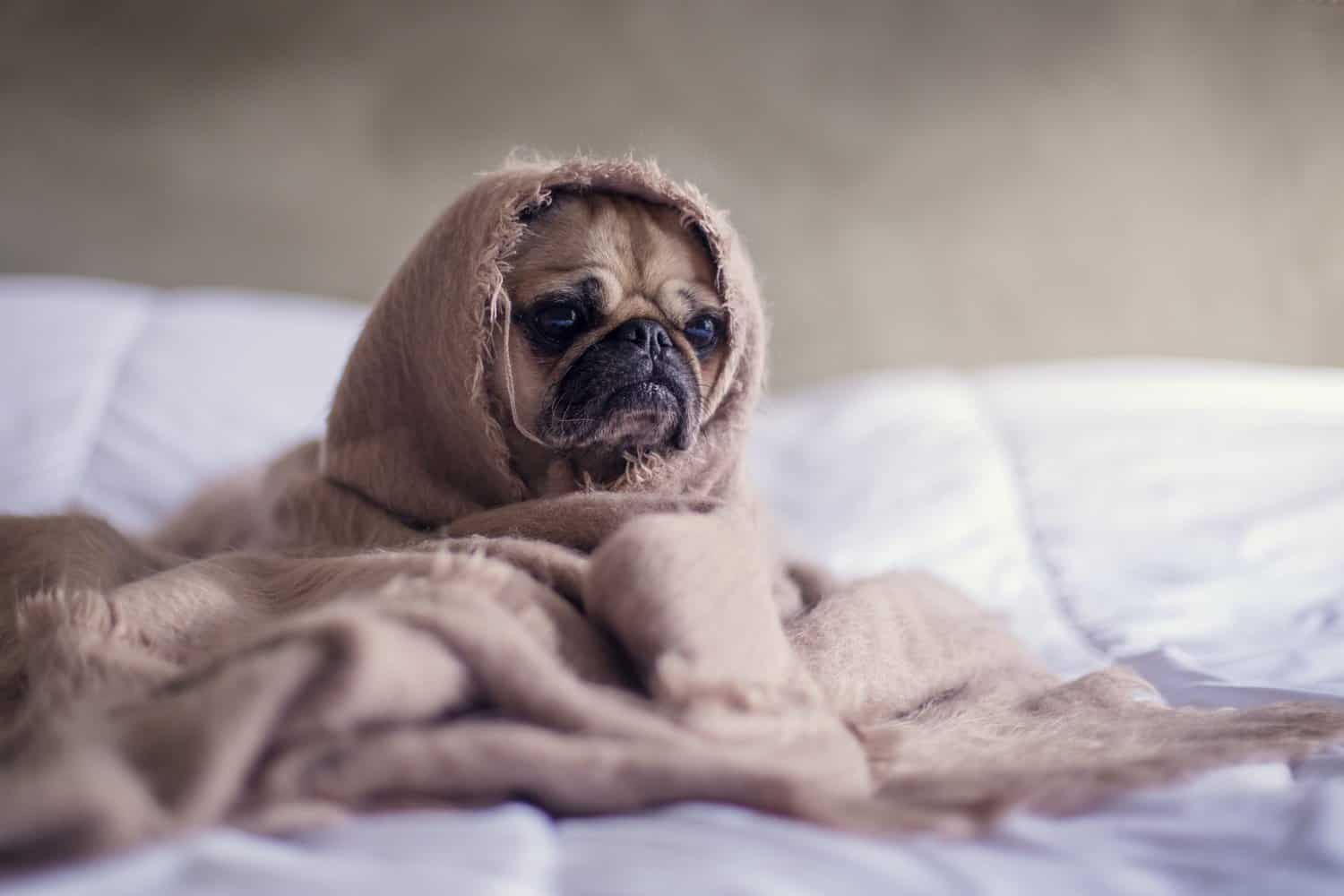 Wie oft Hund entwurmen? Ein HundeProfi klärt auf!