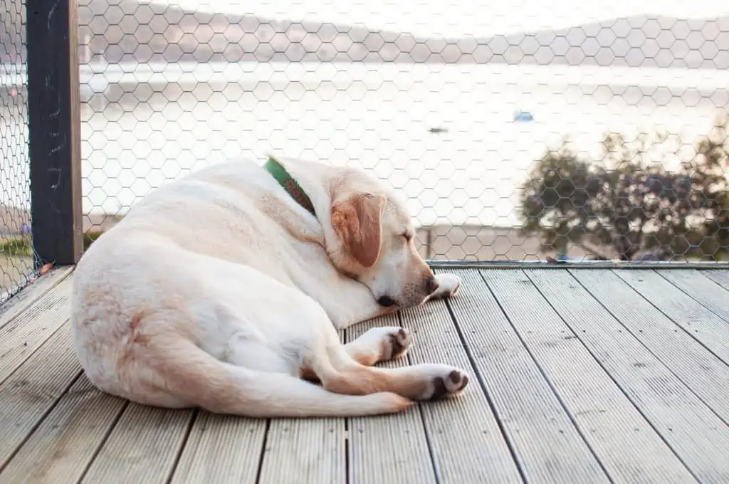 hund schläft draußen