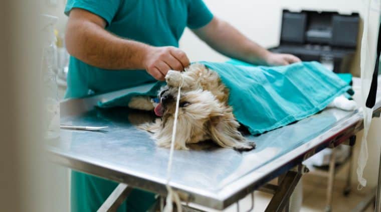 Hund nach Narkose gestorben: 5 Ursachen was du tun kannst