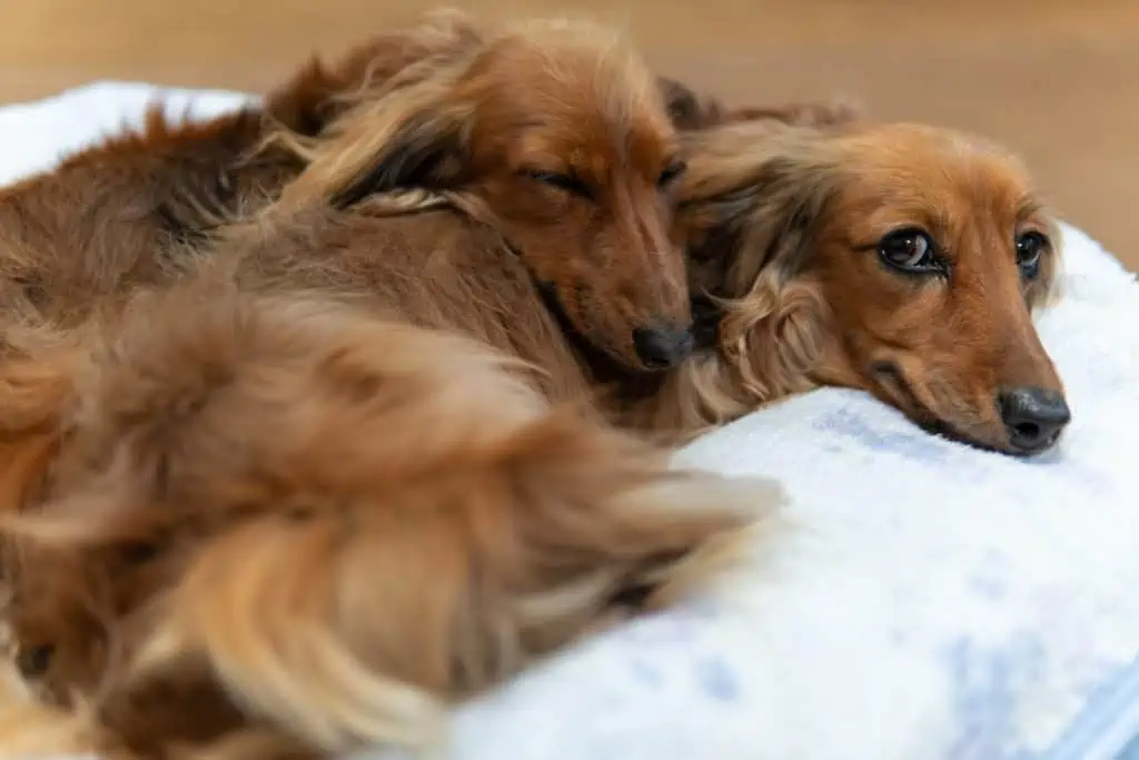 Milztumor Hund wann einschläfern