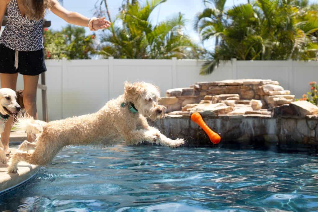 Hund springt ins Wasser Spielzeug