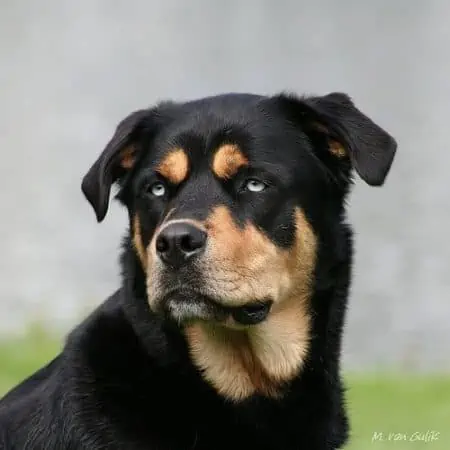 Der Rottweiler Husky Mix