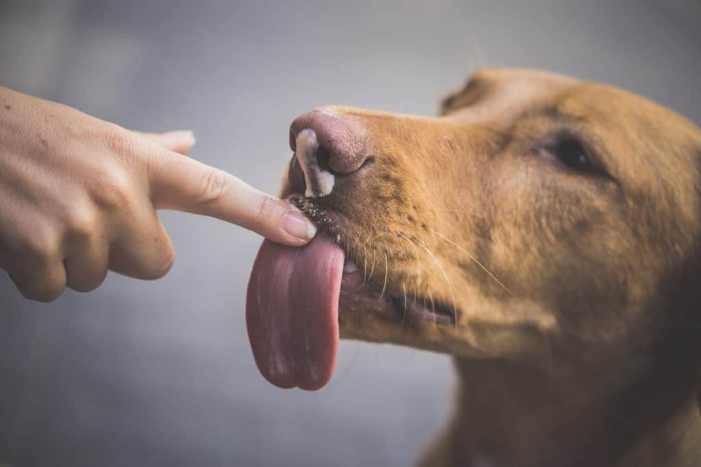 5 süße Gründe, warum dein Hund dich ableckt Laut Hundetrainer