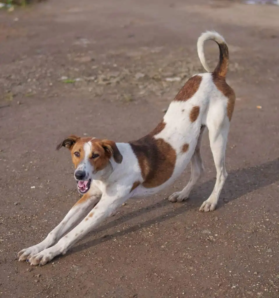 hund streckt sich oft