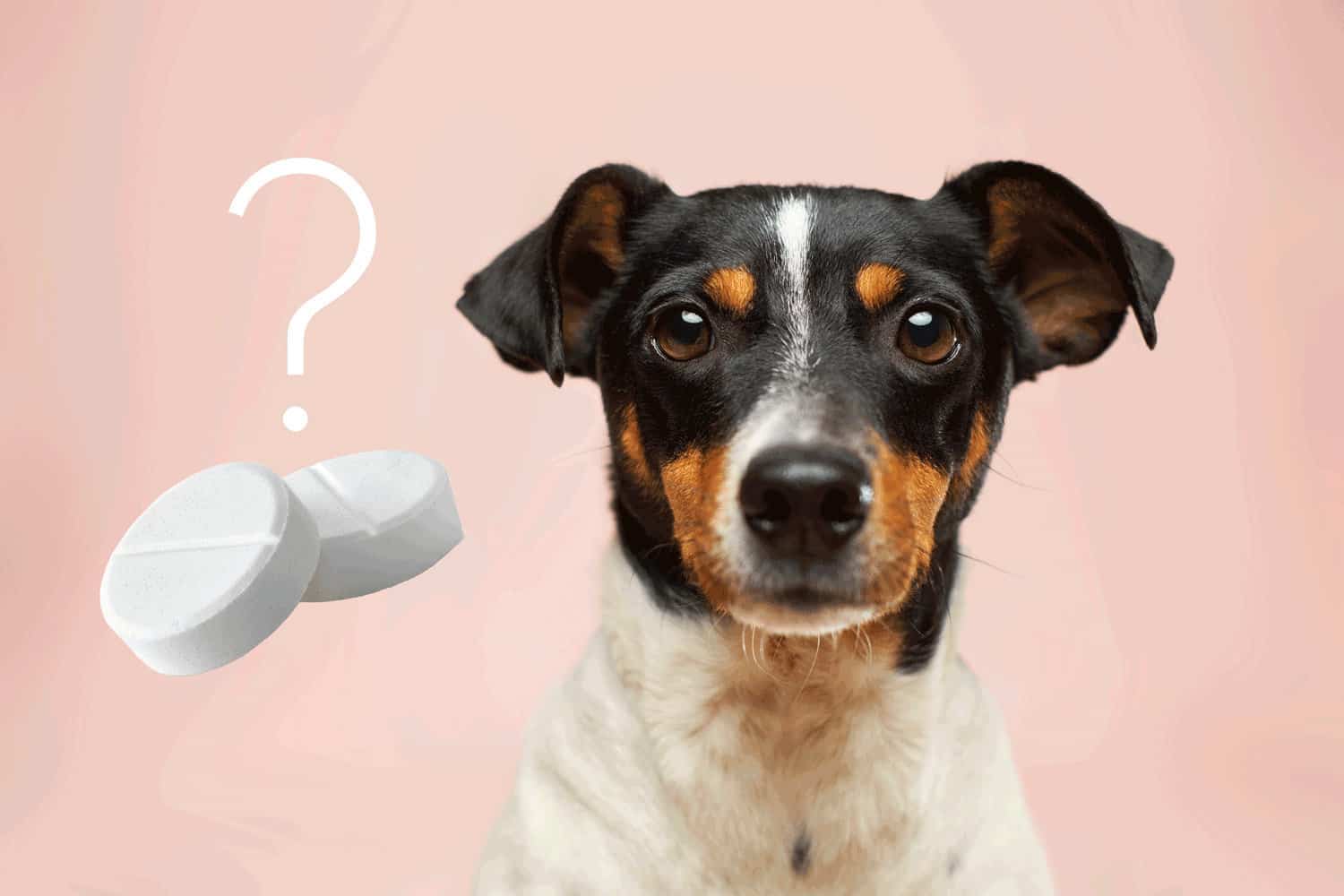 Ibuprofen für Hunde-Profi klärt (Ratgeber)
