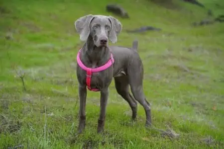 weimaraner