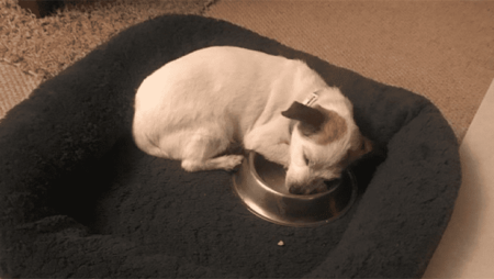 straßenhund neville und seine dankbarkeit über seine ersten eigenen futternapf