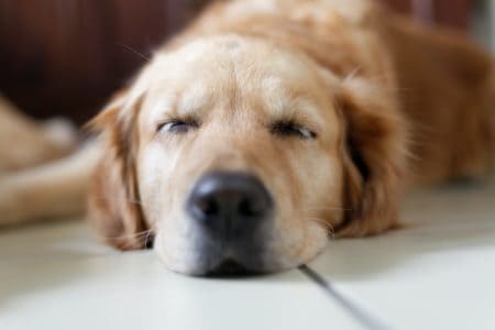 wie lange schlafen hunde