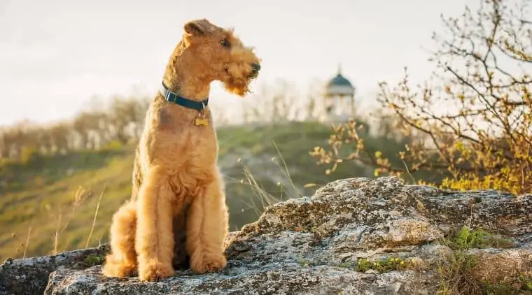 Airedale Terrier Probleme