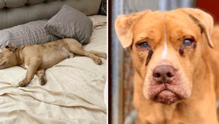 Blinder Hund im ersten eigenen Bett sucht neues Zuhause