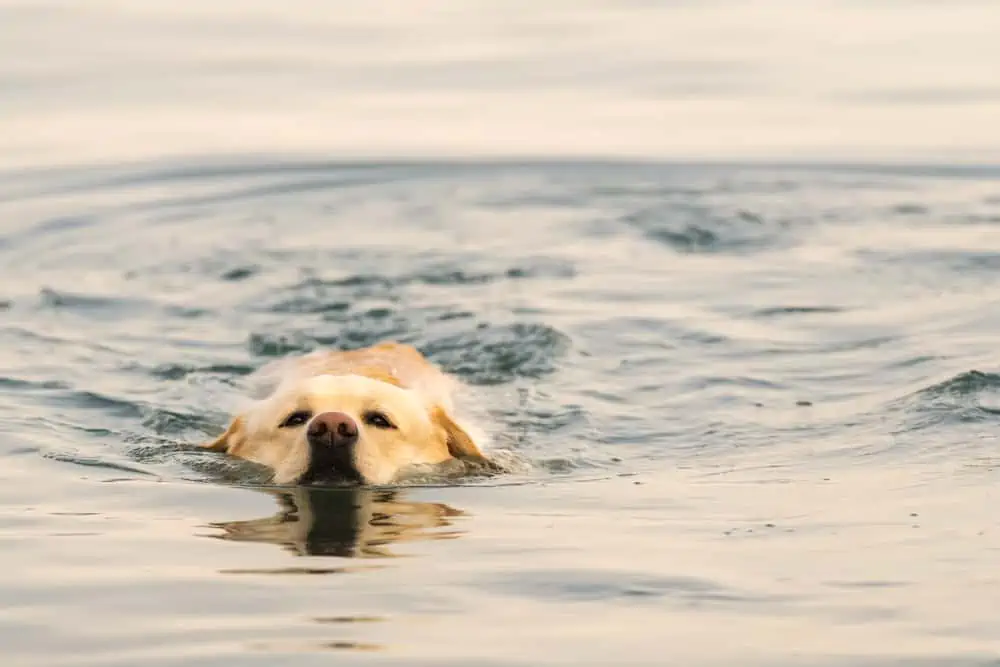 Labrador schwimmt