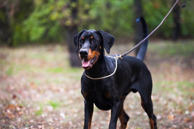 Welcher Hund Hat Die Stärkste Beißkraft Diese 7 Hunderassen haben die stärkste Beißkraft (mit Bildern)