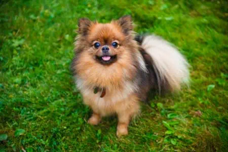 Pomeranian zwergspitz