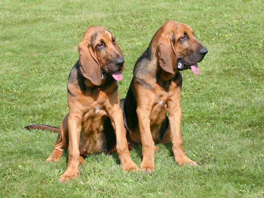 Bloodhound welpen