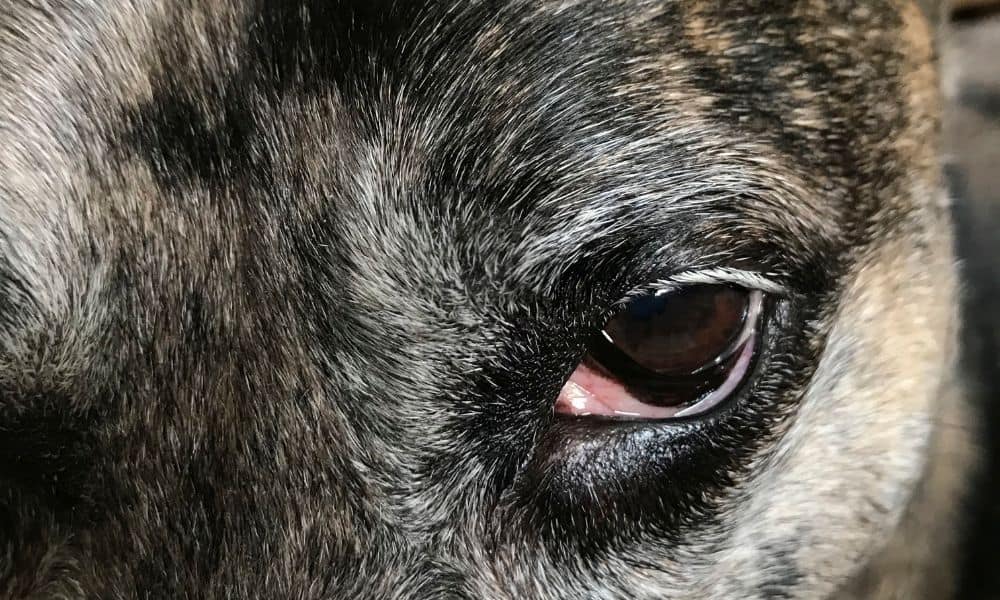 Weitere Ursachen für geschwollene Augen beim Hund