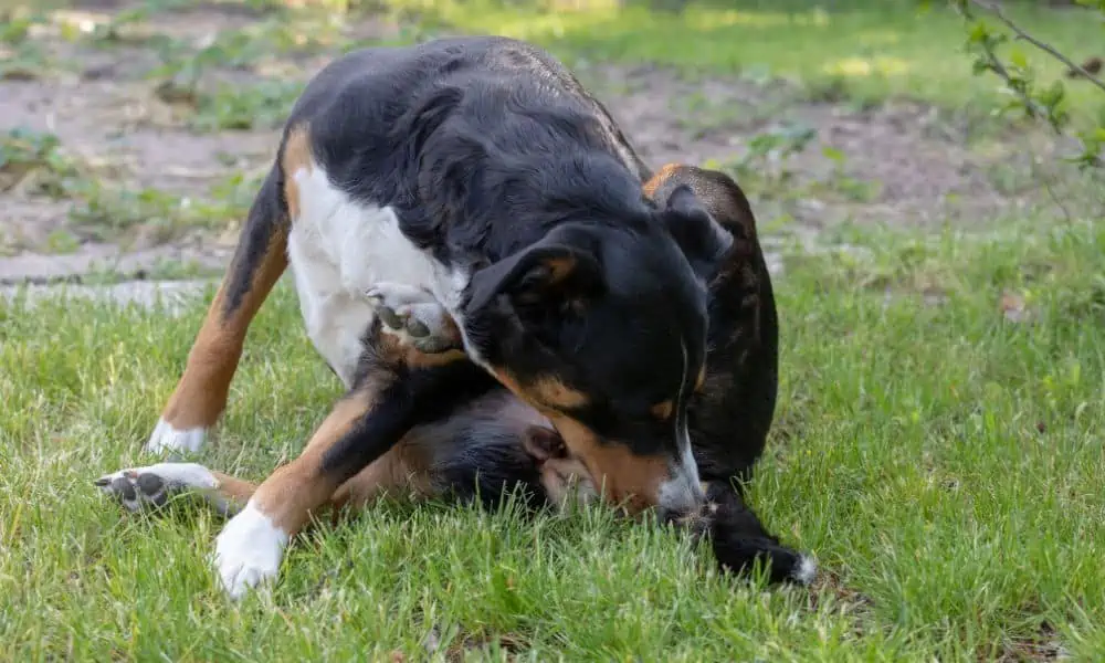 mein Hund leckt sich ständig im Genitalbereich