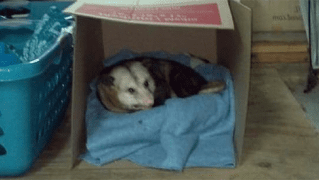 Herzerwärmendes Winterquartier für ein Opossum