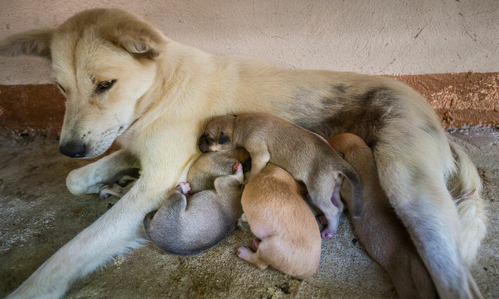 Hund Geschwollene Zitzen 8 Ursachen Richtige Behandlung Hund Geschwollene Zitzen 8 Ursachen Richtige Behandlung