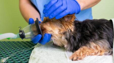 Hund Tumor operieren, oder nicht