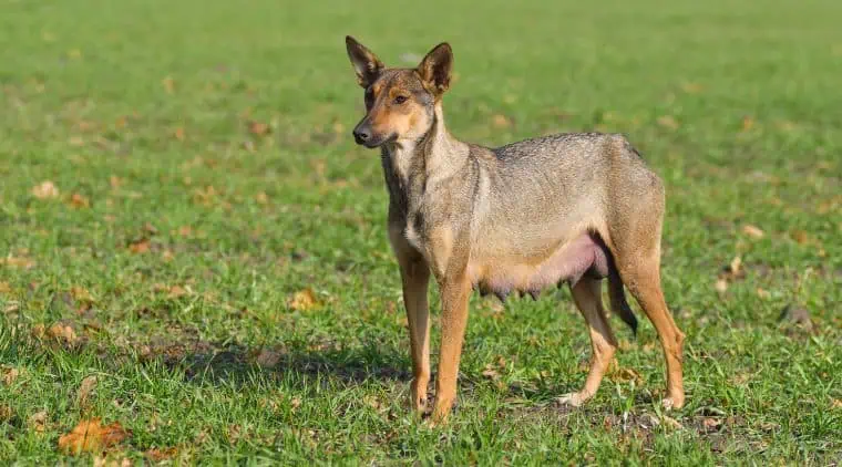 Hund geschwollene Zitzen