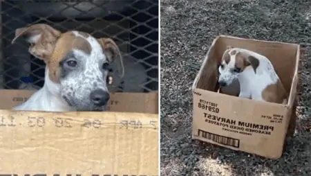 Hund im Karton gibt Hoffnung auf Wiederkehr seiner Halter nicht auf!