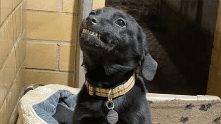 Hund im Tierheim lächelt Besucher an, damit sie ihn mit in ein neues und glückliches Leben nehmen