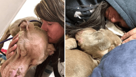 Hund kommt in Tierheim, um zu sterben - Leiterin verbringt jede seiner letzten Stunden mit ihm