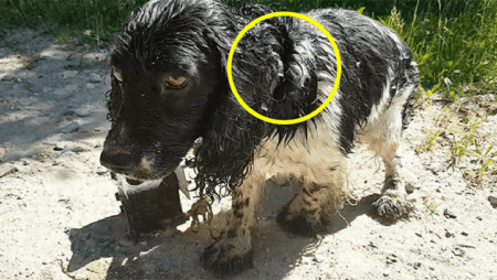 Hund sollte ertränkt werden, kann sich ans Ufer retten und sucht jetzt ein neues Zuhause