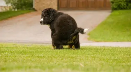 Hund stößt Darmschleimhaut ab