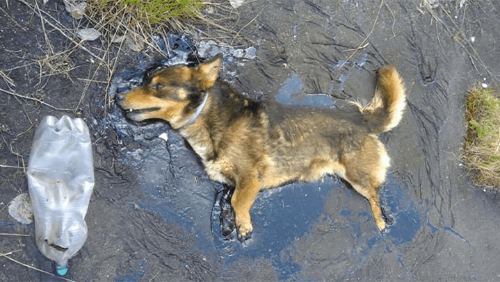 Bauarbeiter hören jämmerliches Bellen im frischen Teer machen sie