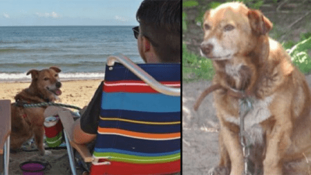 Lebenslanger Kettenhund, starb liebevoll umsorgt