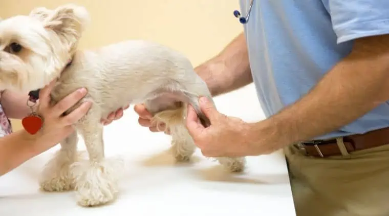 Leistenbruch beim Hund - Kompletter Ratgeber