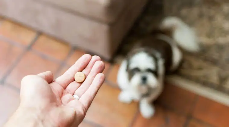 hund tablette medikament