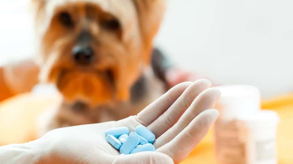 Dosierung Prednisolon beim Hund