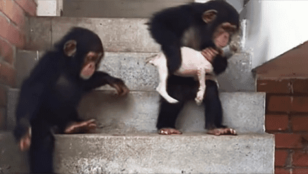 Schimpansen ziehen halbtoten Welpen groß