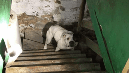 Stell dir vor, du ziehst in ein Haus um und findest einen Hund, angekettet im Keller
