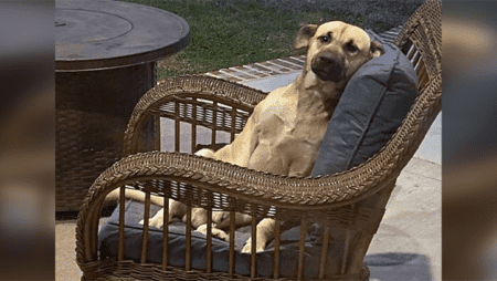 Streunender Hund wird auf Veranda gefunden und erhält ein neues Zuhause