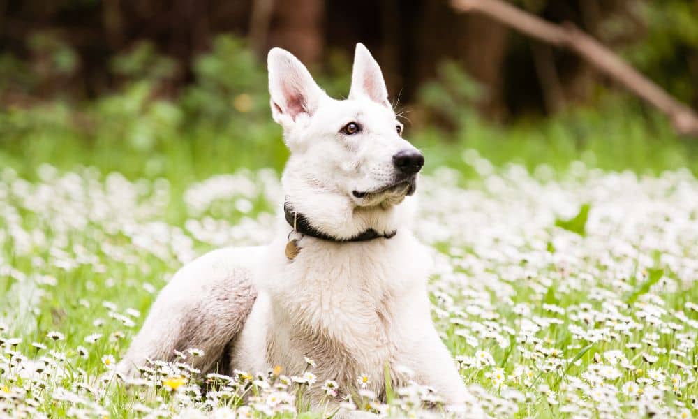 Weißer Schäferhund Probleme in Erziehung & Haltung