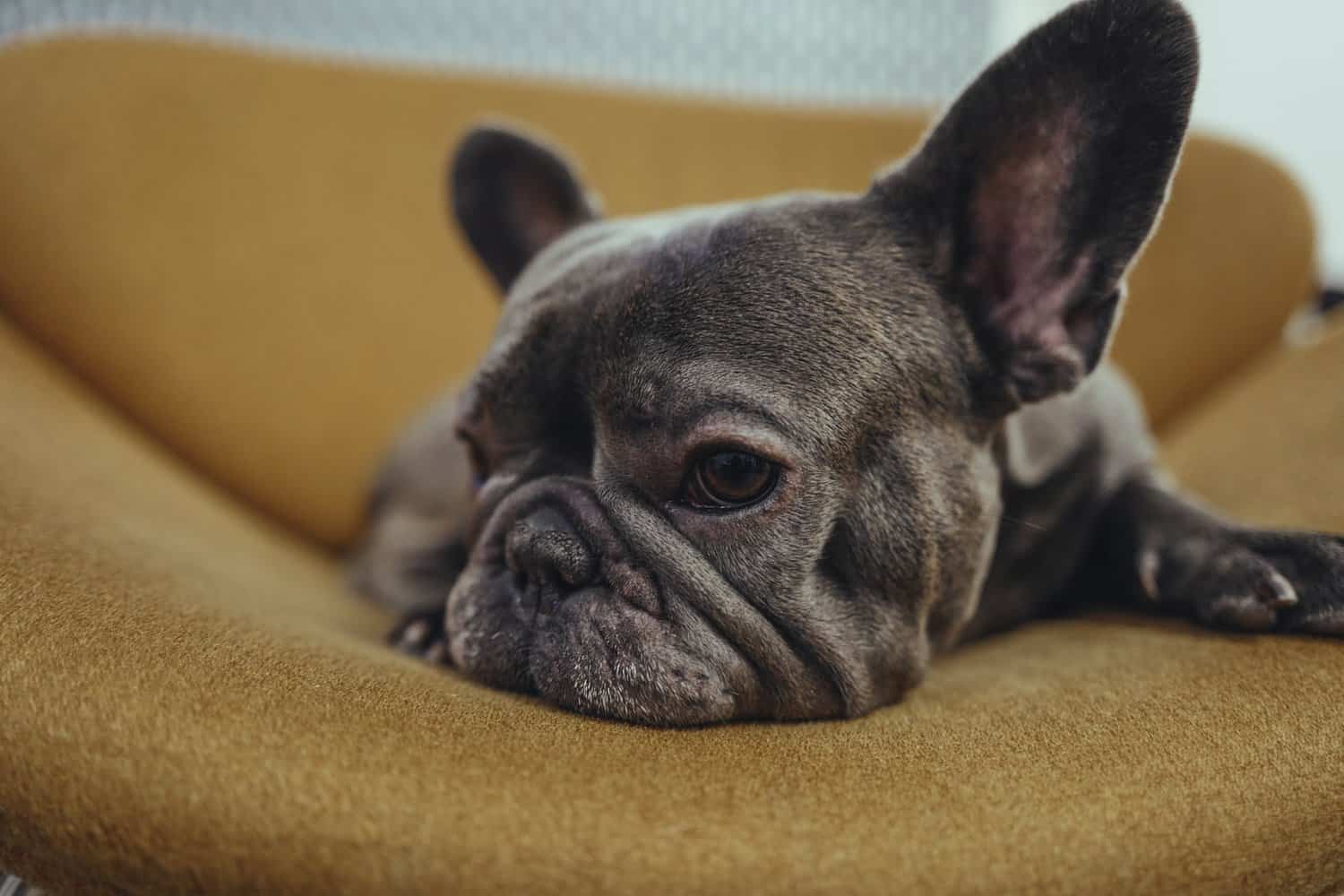 Studie belegt: Zucht macht Französische Bulldoggen immer kränker