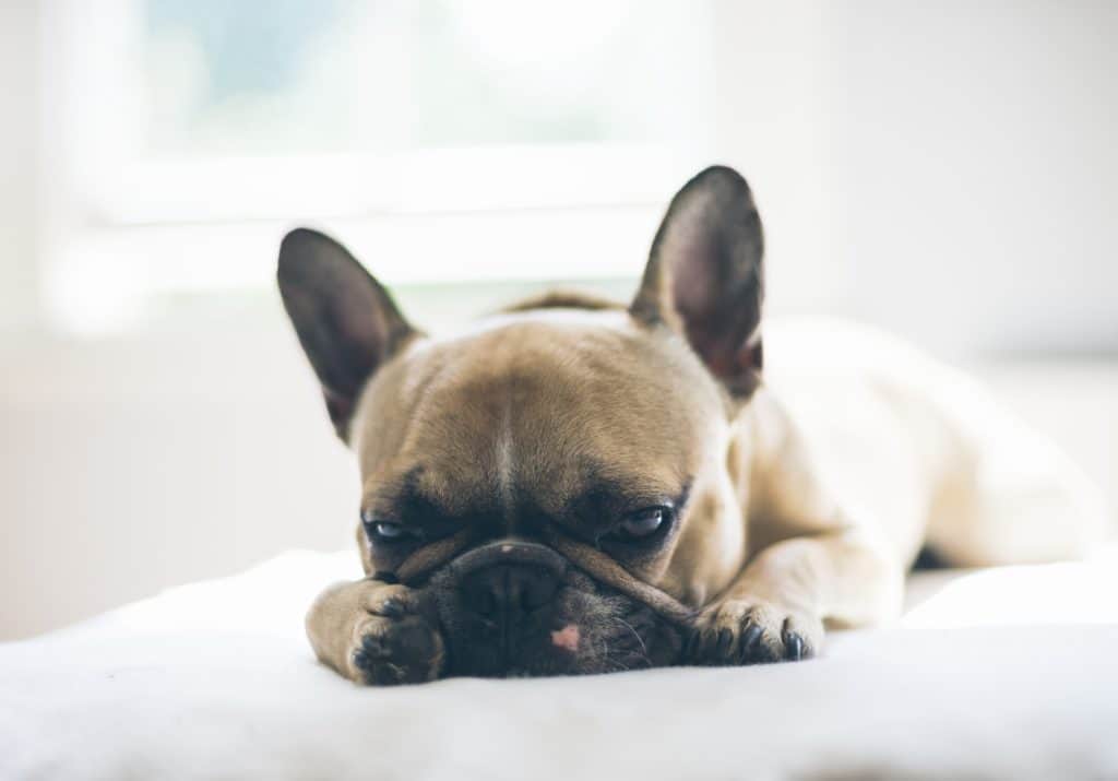 französische bulldogge krank traurig müde