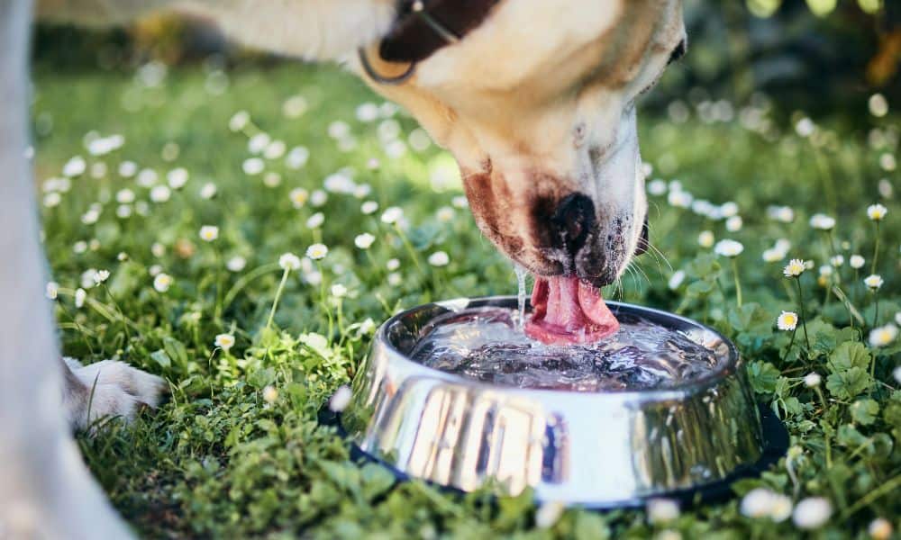 hund trinkt wasser aus napf trinknapf